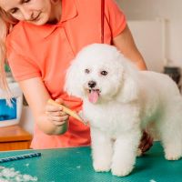 BANHO E TOSA HIGIÊNICA PARA POODLES