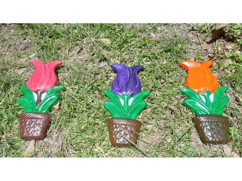 Tulipa
